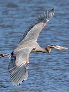 Image result for great blue heron