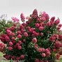Image result for Fire Light® Hydrangea Shrub/Bush, 3 Gal- Huge Two-Tone Blooms On A Compact Form