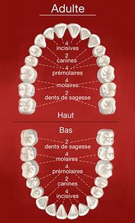 Image result for Dent Humain