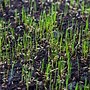 Image result for How Long to Water Grass