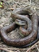 Image result for Rat Snake
