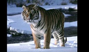 Image result for Gladiator Tiger