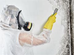 Image result for Mold Removal Solutions