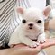 Image result for Teacup French Bulldog Puppies