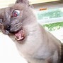 Image result for Cute Cats Funny Smile