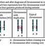 Image result for Williams Syndrome Chromosome Diagram