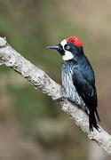Image result for Acorn Woodpecker Habitat