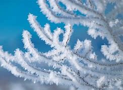 Image result for snow news