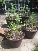 Image result for Patio Planters for Tomatoes