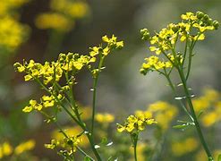 Image result for Rue Plant