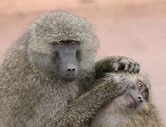 Image result for Monkeys Feasting