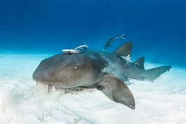 Image result for Nurse Shark Species