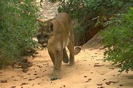 Image result for mountain lion news