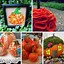 Image result for Easy Fall Craft Ideas for Adults