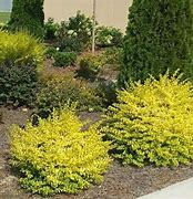 Image result for 1 Gallon - Sunshine Ligustrum Privet Hedge - Electrifying Year-Round Vibrant Yellow Foliage, Outdoor Plant