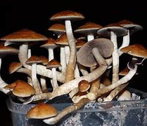 Image result for Magic Shrooms