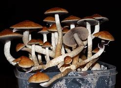 Image result for Psychedelic Shrooms