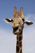 Image result for Laughing Giraffe