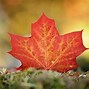 Image result for Maple Leaf Canada