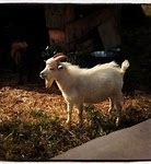 Image result for Portland Goat Farm