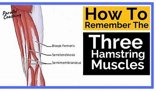 Image result for Hamstring Muscle Group