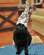 Image result for cat tin foil hat