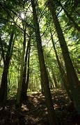 Image result for Black Cedar Wood Forest