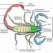 Image result for How Many Eyes Does a Scorpion Have