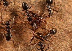 Image result for Ant Species