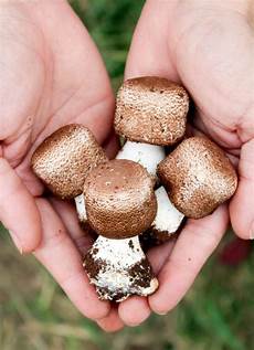 Liquid Extract Agaricus Mushrooms from Desert Forest