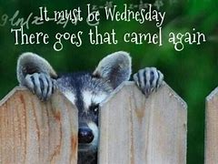 Image result for Thought of the Day Wednesday Funny