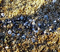Image result for Sandy Grease Pictures