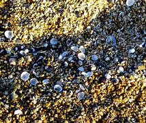 Image result for Sandy Grease