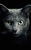 Image result for Free Cat Screensavers for Kindle Fire