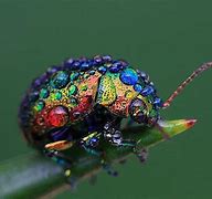 Image result for Rare Bugs