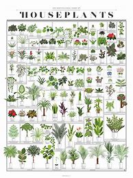 Image result for Indoor Plant Leaf Chart