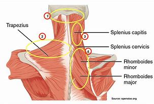 Image result for Neck Pain Anatomy