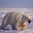 Image result for Baby Polar Bear Facts