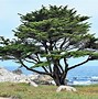 Image result for Cedar of Cypress Trees Types