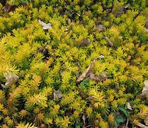 Image result for Low Ground Cover Perennials
