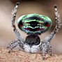 Image result for Spider Animal