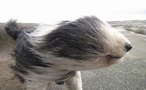 Image result for Wind Blown Funny