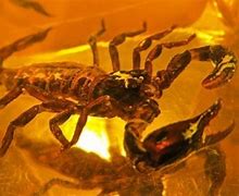 Image result for Pretty Scorpion