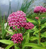 Image result for Milkmaid Swamp Milkweed - 1 Container