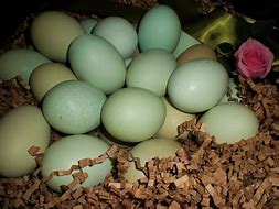 Image result for araucana eggs