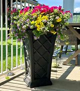 Image result for Patio Planter Plants