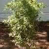 Image result for 3 Gallon - Fragrant Tea Olive Shrub/Bush - Amazing Fragrant Blooms For Months, Outdoor Plant