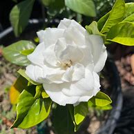 Image result for Mystery Gardenia