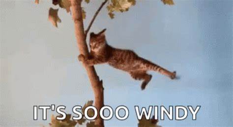 Cat Wind GIF - Cat Wind Blow - Discover & Share GIFs | Windy day, Gif, Cat gif