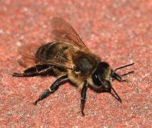Image result for Dark Bee